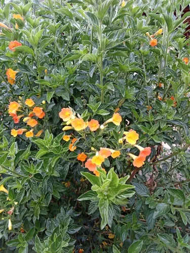 Marmalade Bush — photo by Orion Gonzalez