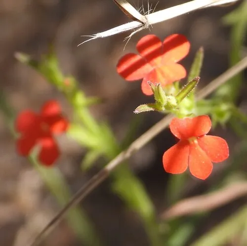 Asiatic Witchweed — photo by Pieter Kotze