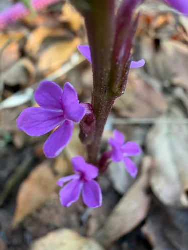 Cowpea Witchweed