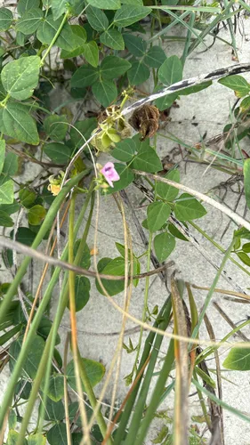 Amberique-bean