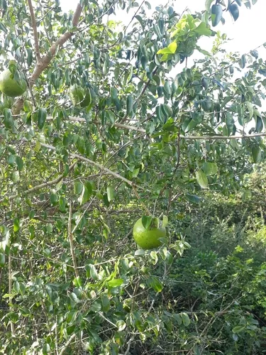 Natal Orange — photo by Smangaliso Dube