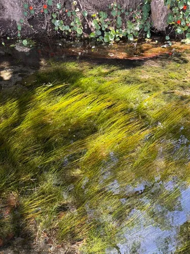 Fineleaf Pondweed