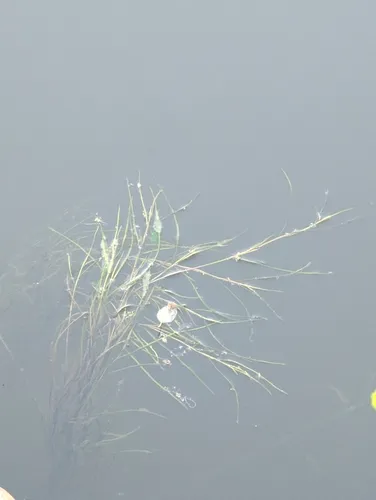 Sago Pondweed