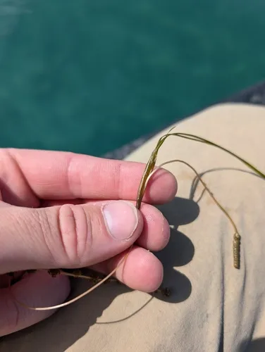 Sheathed Pondweed