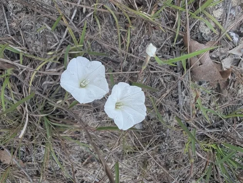Coastal Plain Dawnflower