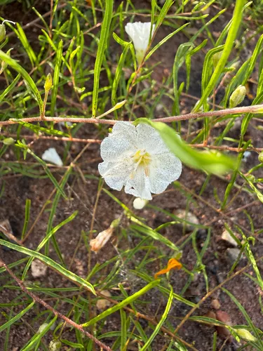 Pickering's Dawnflower