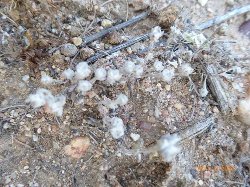 Mountain Neststraw
