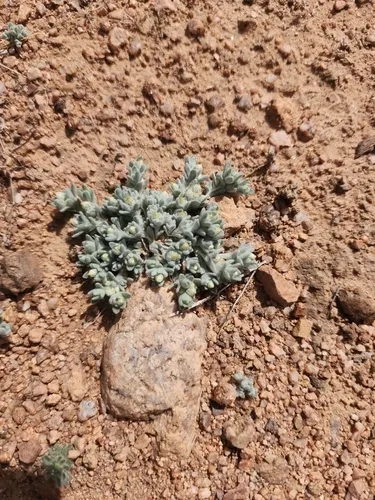 Sonoran Neststraw