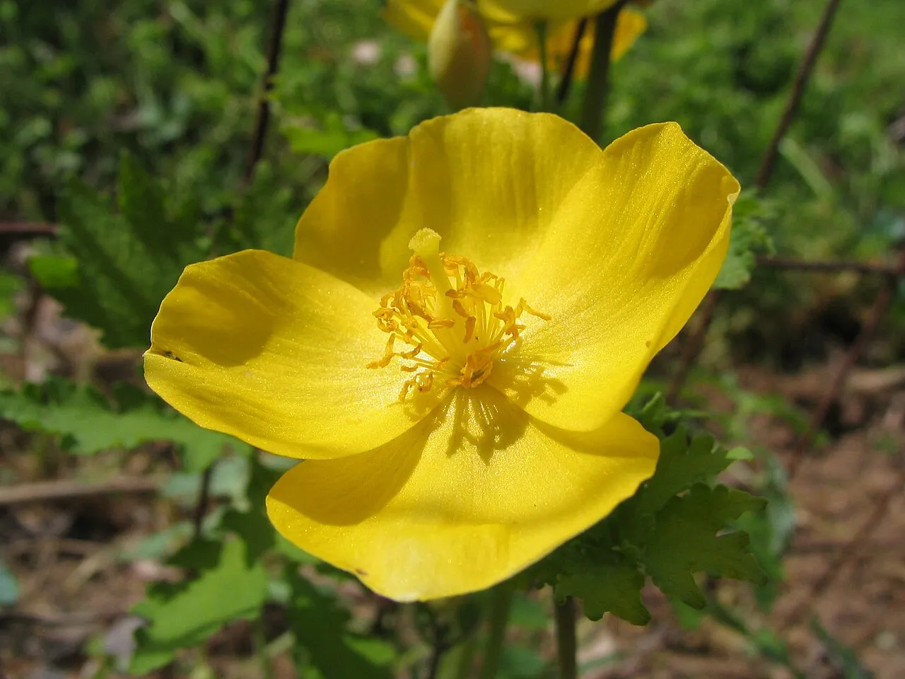Celandine Poppy — photo by Wikimedia Commons