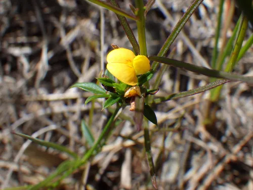 Everglade Key Pencilflower