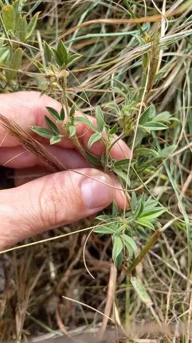 Shrubby Pencilflower