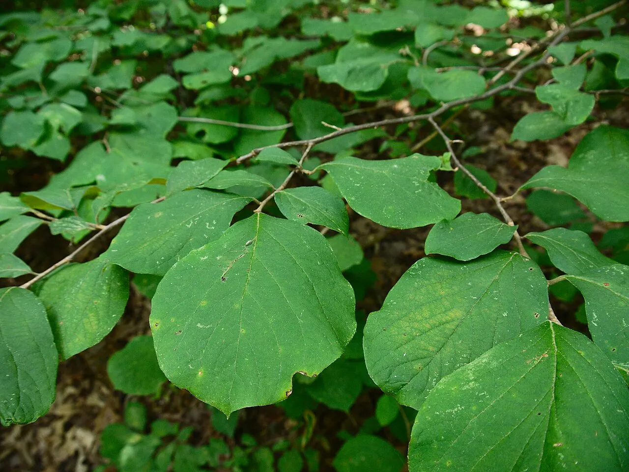 Bigleaf Snowbell