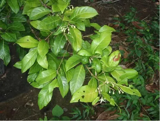 Palo De Jazmin