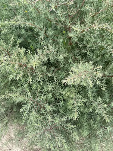 Annual Seepweed — photo by cindyvigil4