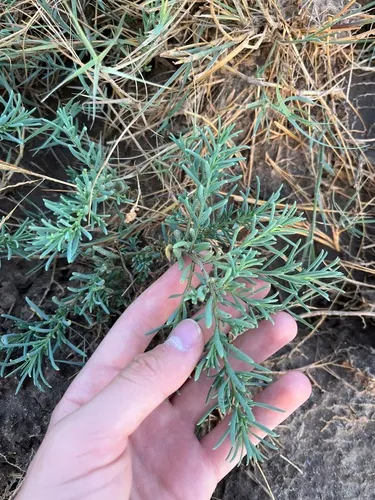 Pin-leaf Seepweed — photo by Алексей Беляков