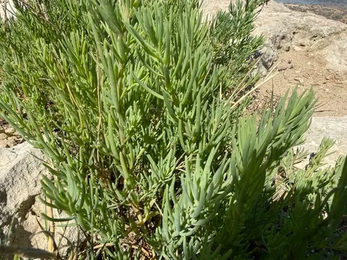 Herbaceous Seepweed