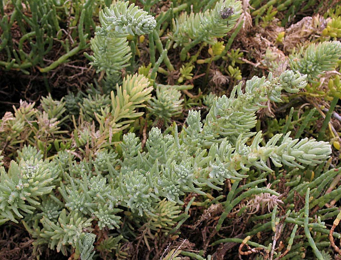 Woolly Seablite — photo by Anthony Valois and the National Park Service