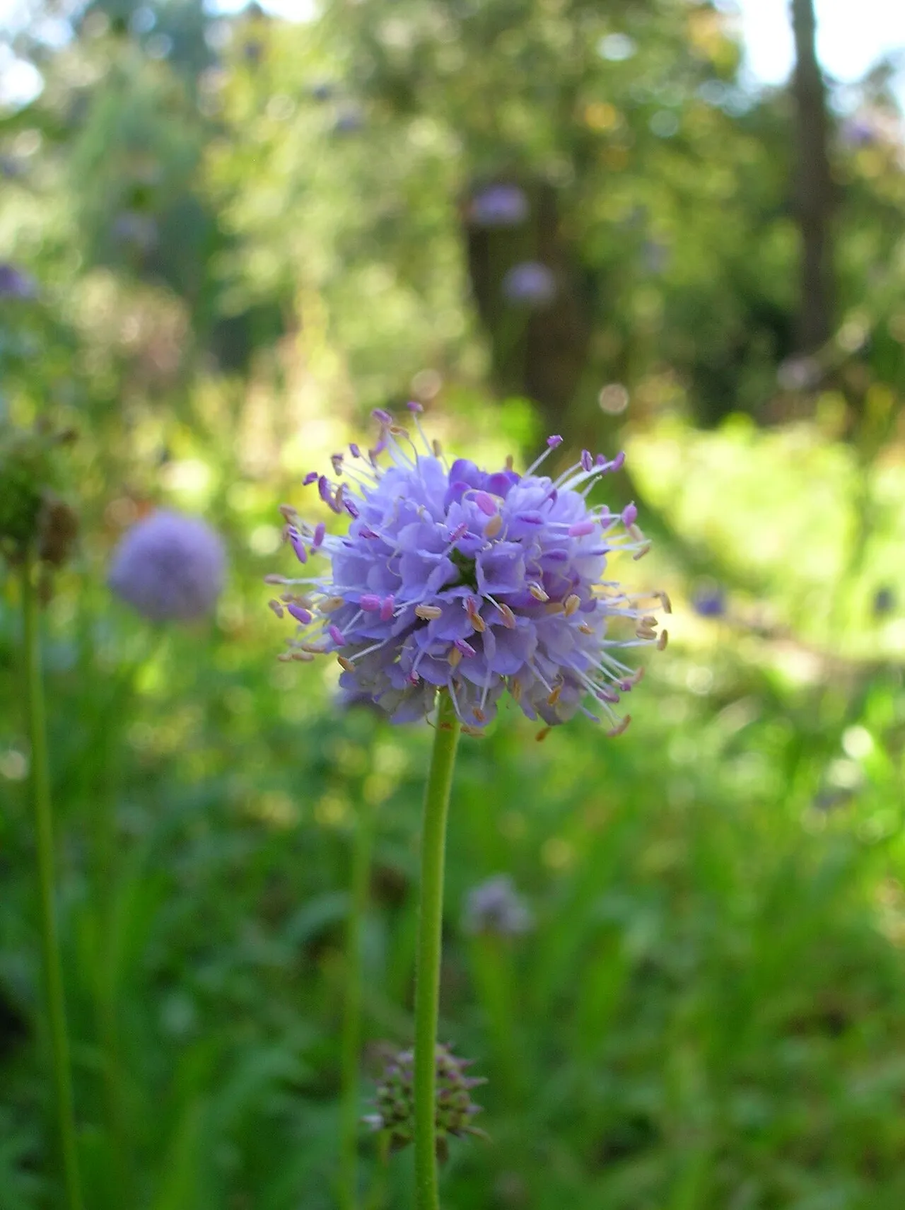 Southern Succisella — photo by El Grafo