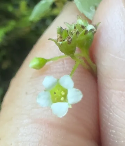 Oregon Coolwort