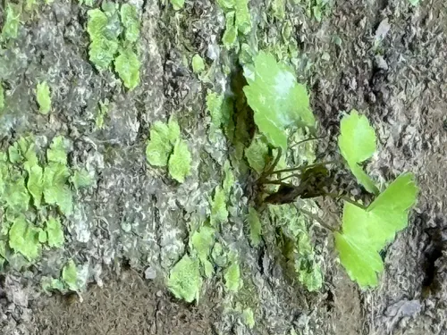 Sullivant's Coolwort