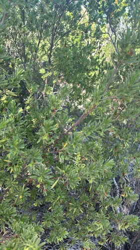 Bay Cedar — photo by blackberryio