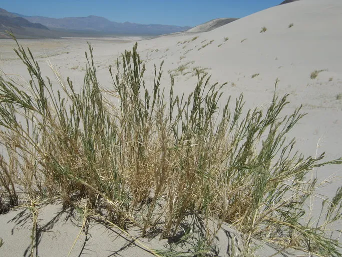 Eureka Dunegrass — photo by Drew Kaiser