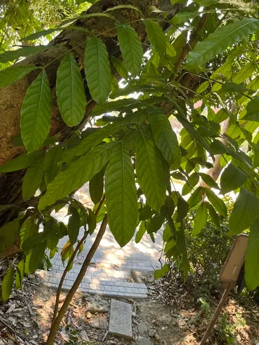 Honduras Mahogany — photo by 謝麗霦