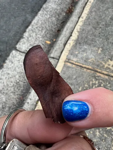 West Indian Mahogany