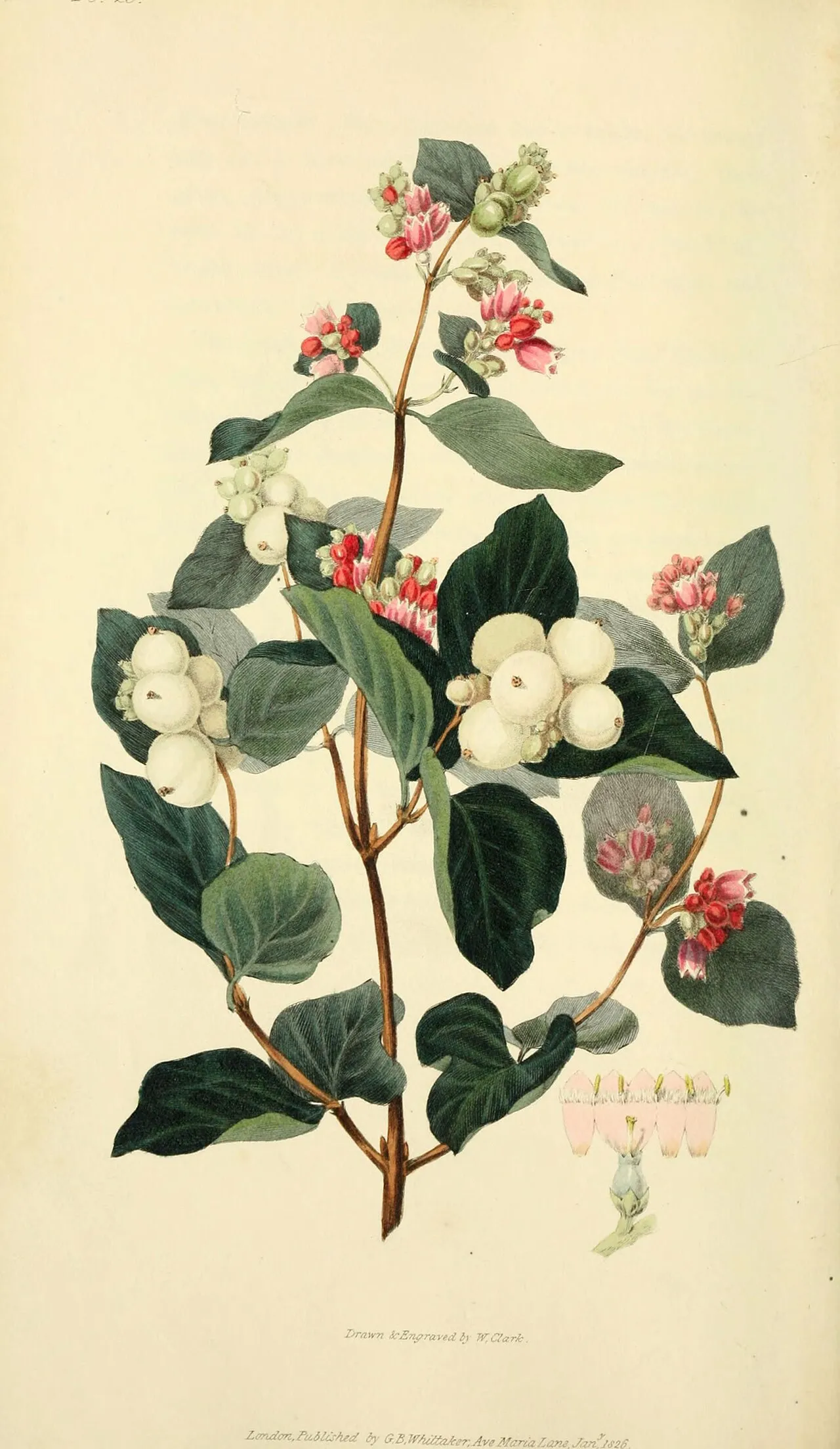 Common Snowberry (var. albus) — photo by Clark, William.; Morris, Richard