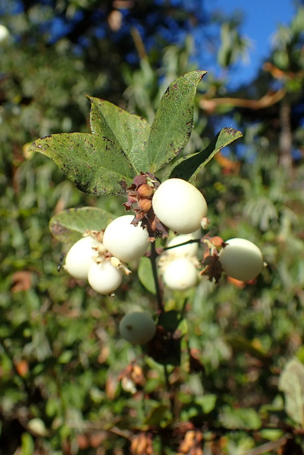 Common Snowberry (var. laevigatus) — photo by Krzysztof Ziarnek, Kenraiz