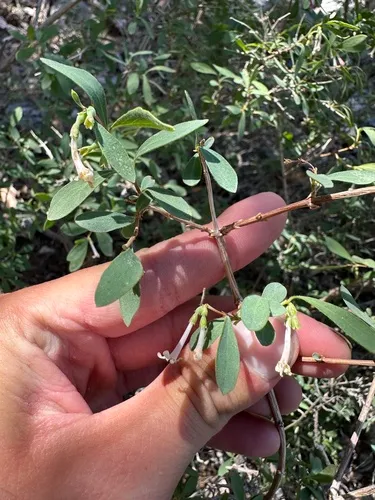 Desert Snowberry