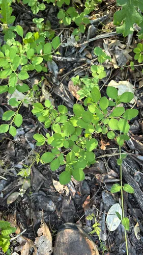 Creeping Snowberry