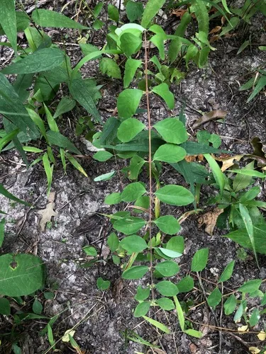 Coralberry