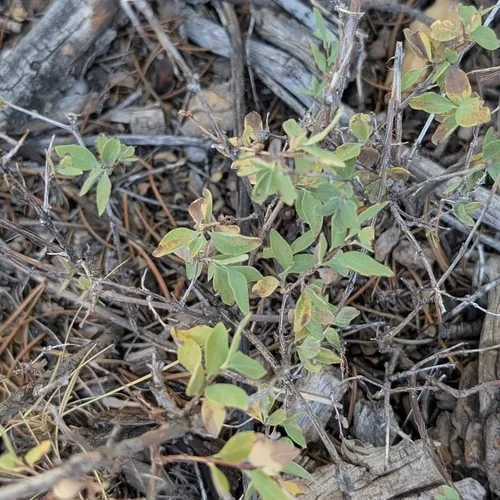 Mountain Snowberry