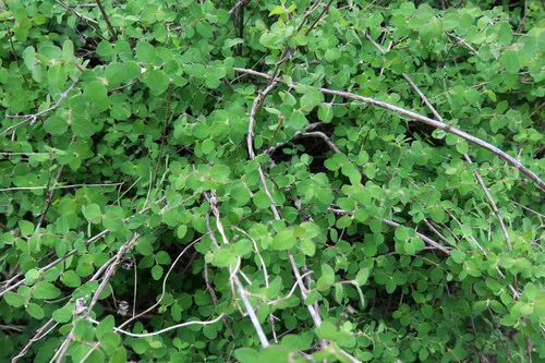 Palmer's Snowberry