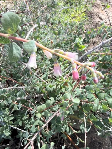 Roundleaf Snowberry — photo by epfodeb