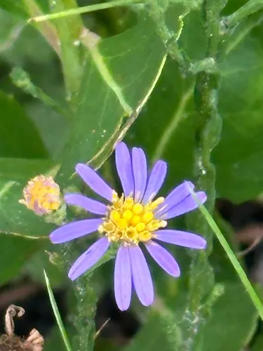 Scaleleaf Aster — photo by damien6868