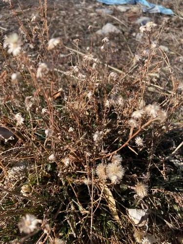 Western Aster