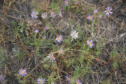 Bloomer's Aster (var. bloomeri) — photo by Lori Weidenhammer