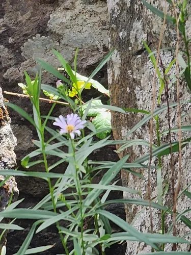 Pacific Aster