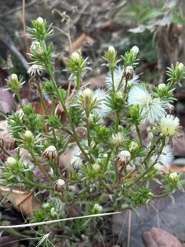 Rayless Alkali Aster — photo by Kallum McDonald
