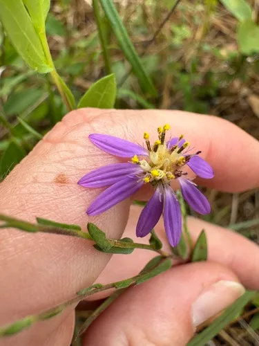 Eastern Silver Aster — photo by Emmett Carstens
