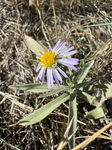 San Bernardino Aster — photo by smfang