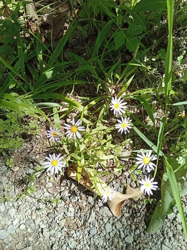Southern Annual Saltmarsh Aster — photo by Indy 𓆣