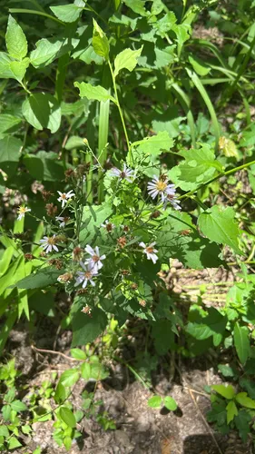 Drummond's Aster — photo by losthorizons