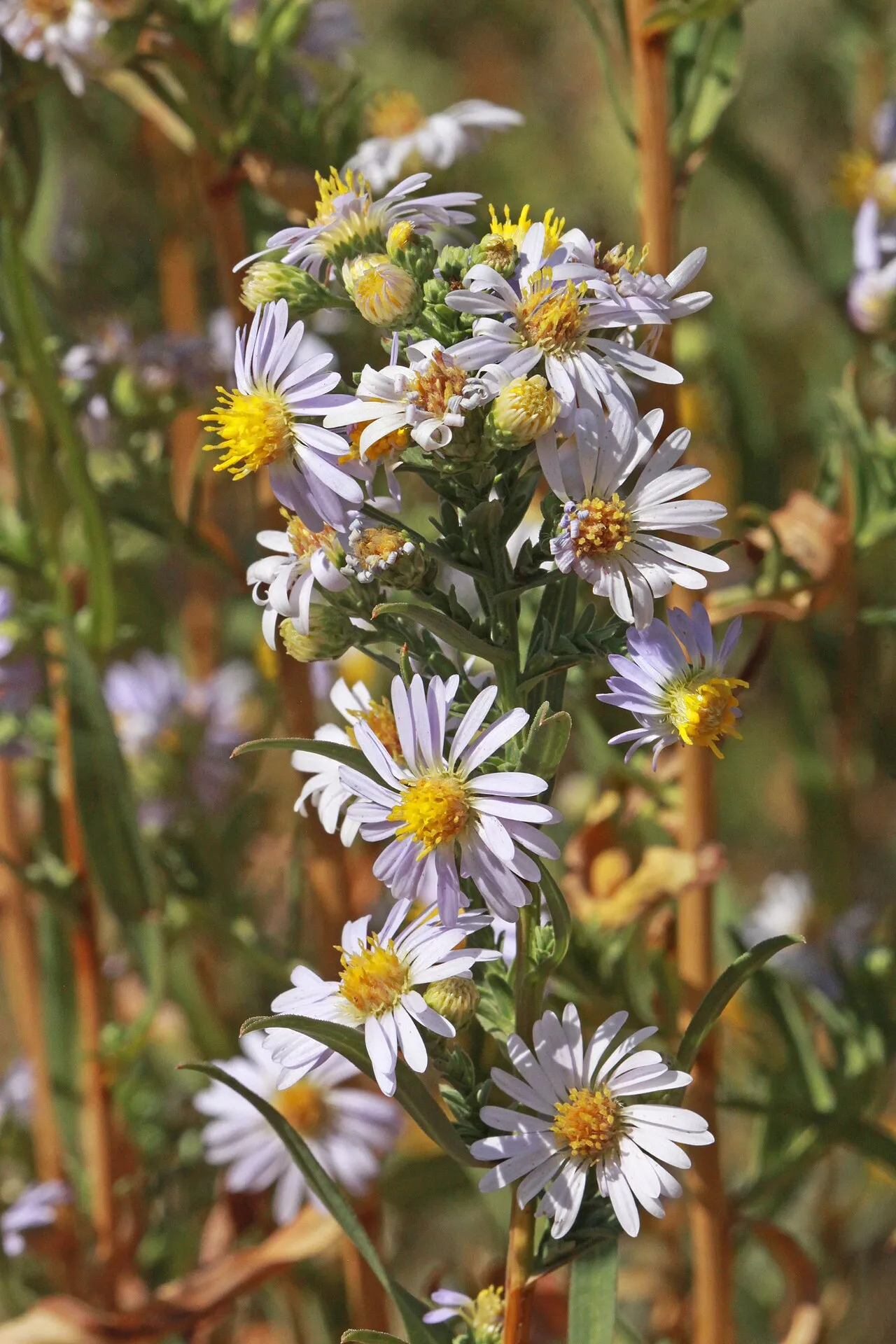 Eaton's Aster — photo by Andrey Zharkikh from Salt Lake City, USA