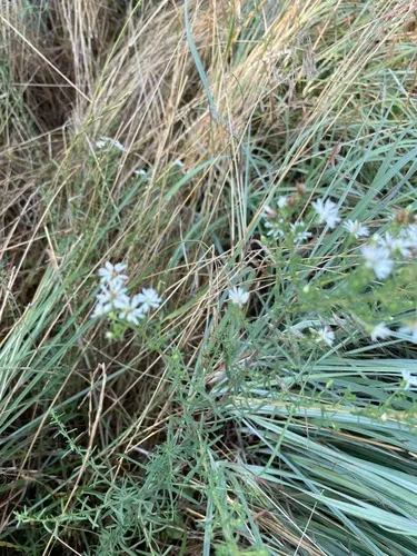 White Heath Aster