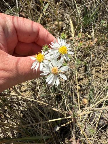 White Prairie Aster