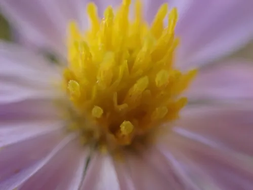 Fendler's Aster — photo by Jared Shorma