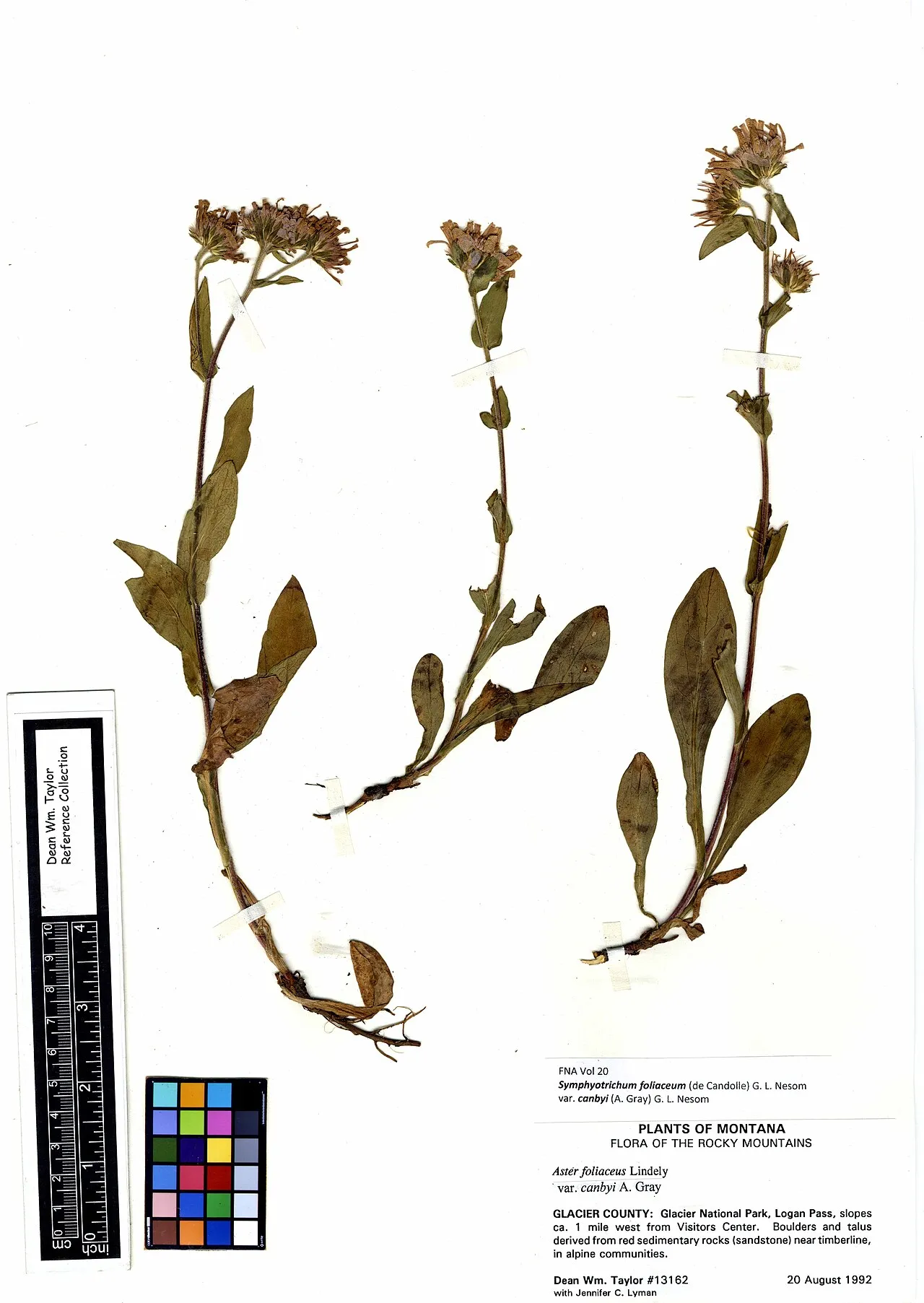 Canby's Aster (var. canbyi) — photo by Dean Wm. Taylor